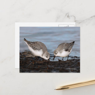 Carte Postale Paire mignonne de Sanderlings Sandpipers Partage u