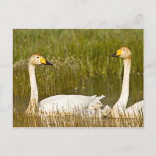 Carte Postale Paires de cygne de Whooper avec des jeunes cygnes