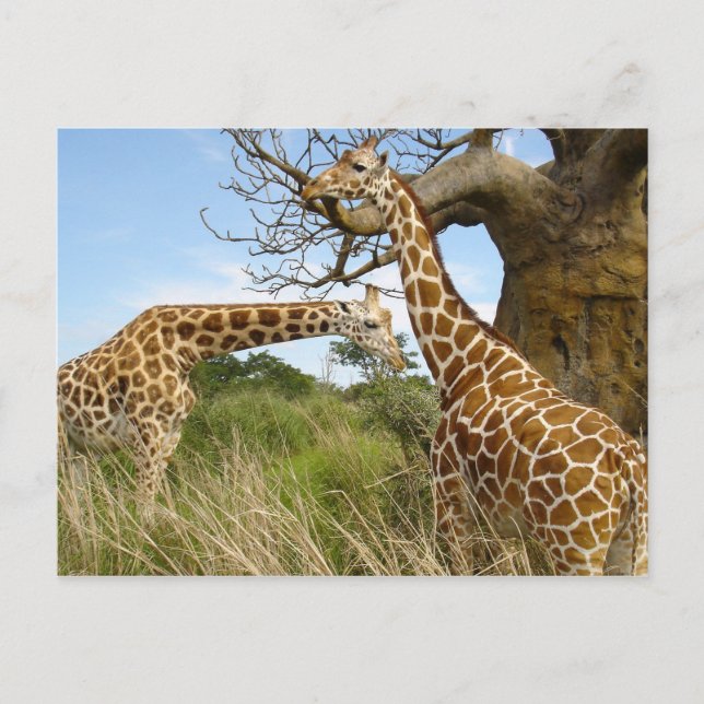 Carte Postale Paires de girafe (Devant)