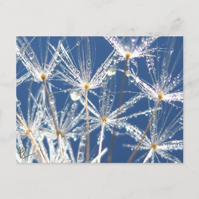 Carte Postale Paisible Dandelion Bleu et Blanc avec Dew (Devant)