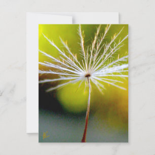 Carte Postale Paisible, Doré, Semence Dandelion, Nature