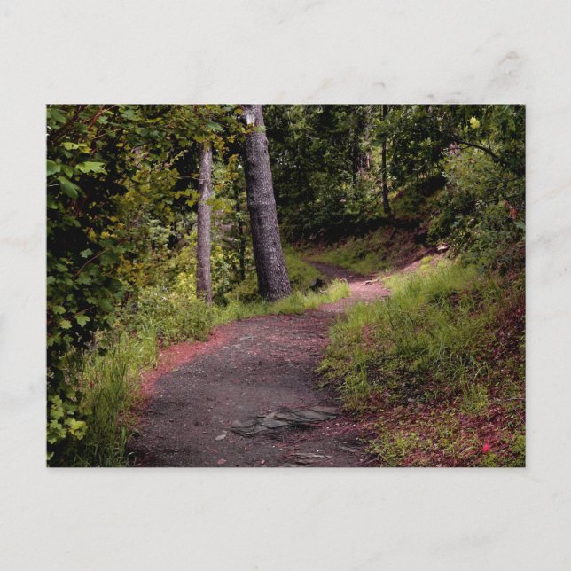 Carte Postale Paisible Forest Trail sur le mont Lemmon (Devant)