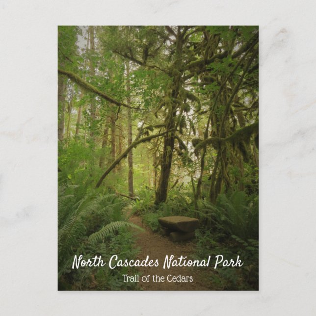 Carte Postale Paisible Green Forest Trail Washington (Devant)