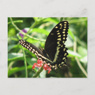Carte postale Palamedes Swallowtail