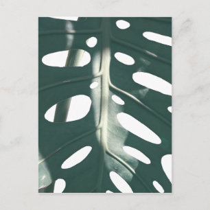 Carte Postale Pale Green Pastel Fromage Suisse Plante
