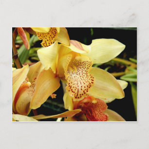 Carte Postale Pale Yellow Cymbidium Orchid postcard