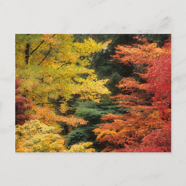 Carte Postale Palette Automne (Devant)