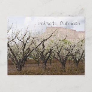 Carte Postale Palisade, Colorado