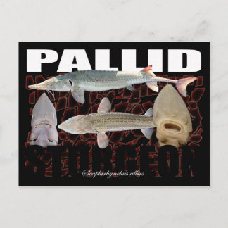Carte postale Pallid Sturgeon-Collage