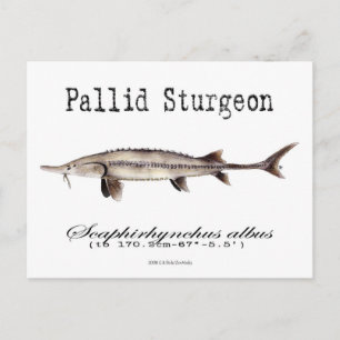 Carte postale Pallid-White