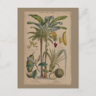 Carte Postale Palm Antique Fruit Tropical Art Botanique