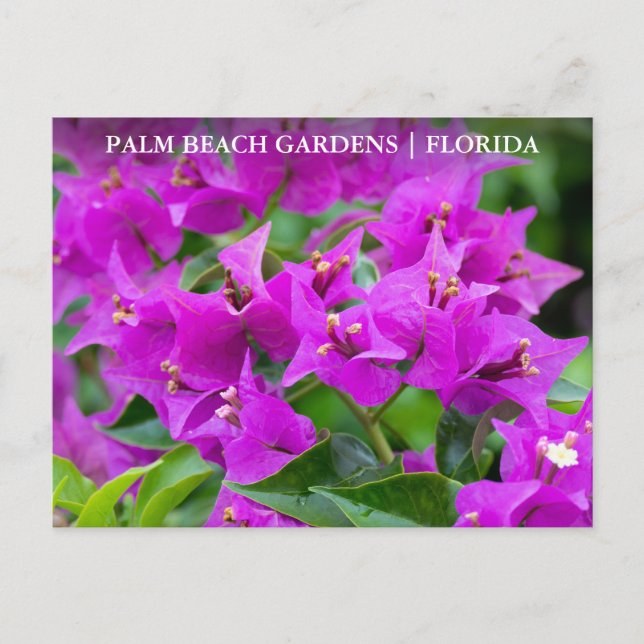 Carte Postale Palm Beach Gardens Floride Voyage Floride (Devant)