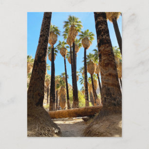 Carte Postale Palm Canyon Californie