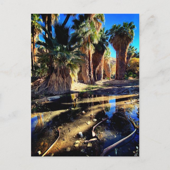 Carte Postale Palm Canyon Californie (Devant)