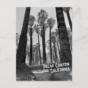 Carte Postale Palm Canyon Californie en noir et blanc
