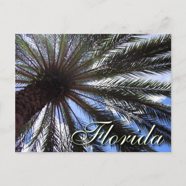 Carte Postale Palm de Floride (Devant)
