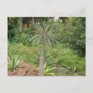 Carte postale Palm Madagascar