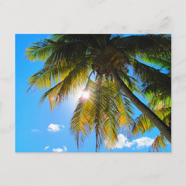 Carte Postale Palm Paradise Ciel Bleu Soleil (Devant)