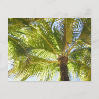 Carte postale Palm Tree Beach