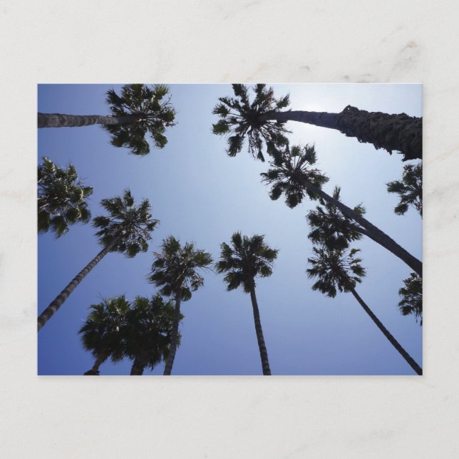 Carte Postale Palm Tree California Santa Barbara (Devant)