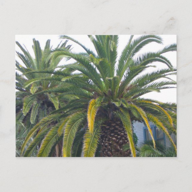 Carte postale Palm Trees (Devant)