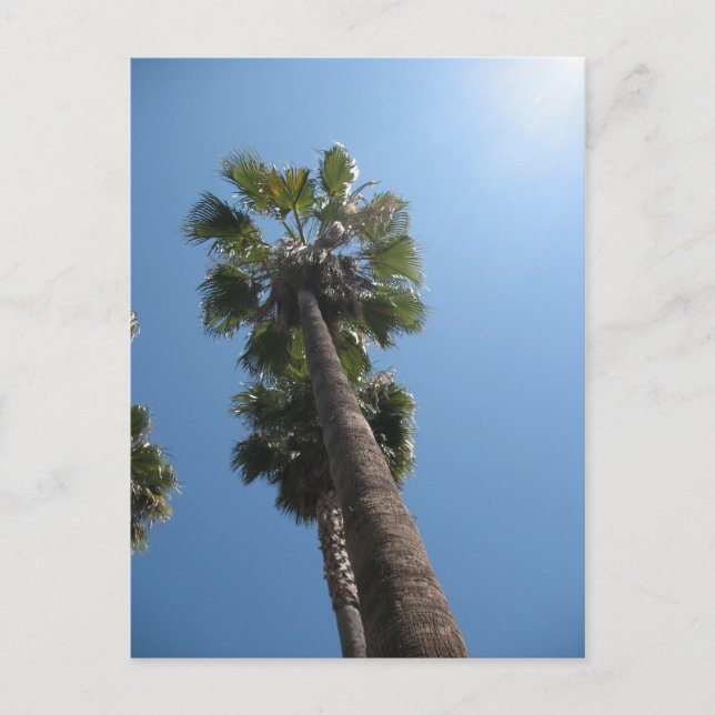 Carte postale Palm Trees (Devant)