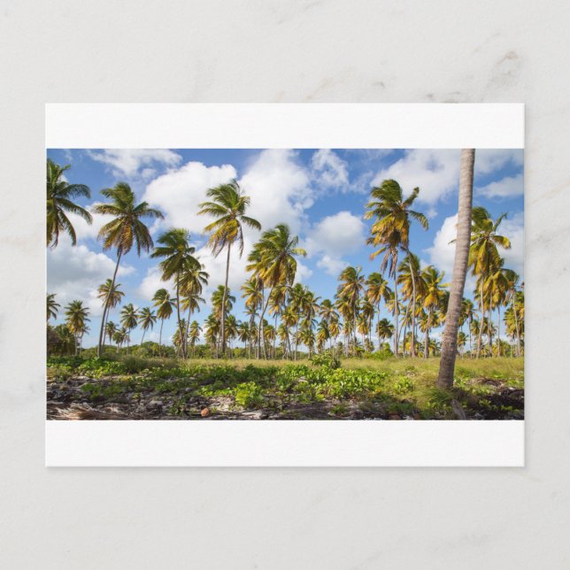 Carte Postale Palm trees on the beach of Isla Saona (Devant)