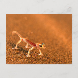 Carte Postale Palmatogecko On Sand Dune, Swakpomund, Erongo
