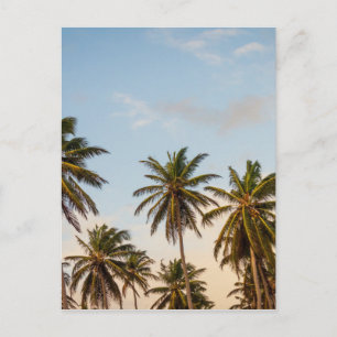 Carte Postale Palmes 5