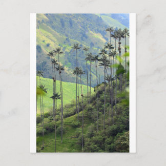 Carte Postale Palmes de cire Qunidio dans la vallée de Cocora