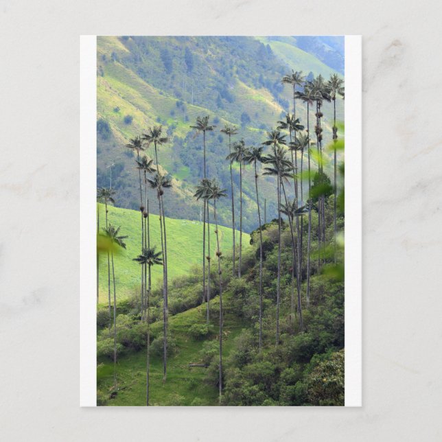 Carte Postale Palmes de cire Qunidio dans la vallée de Cocora (Devant)