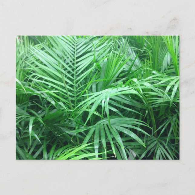 Carte Postale Palmes paradisiaques (Devant)