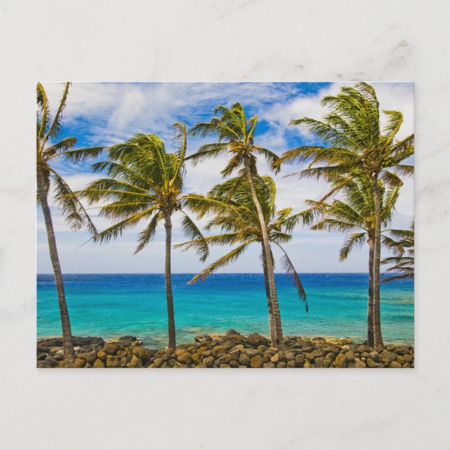 Carte Postale Palmier à coco (Cocos nucifera) se balançant dans (Devant)