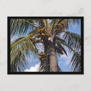 CARTE POSTALE PALMIER COCO