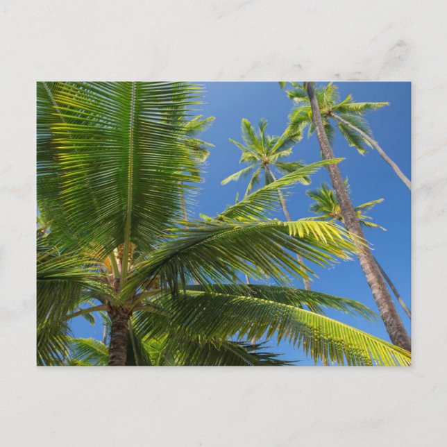 Carte Postale Palmier coco, Pu'uhonua o Honaunau 1 (Devant)