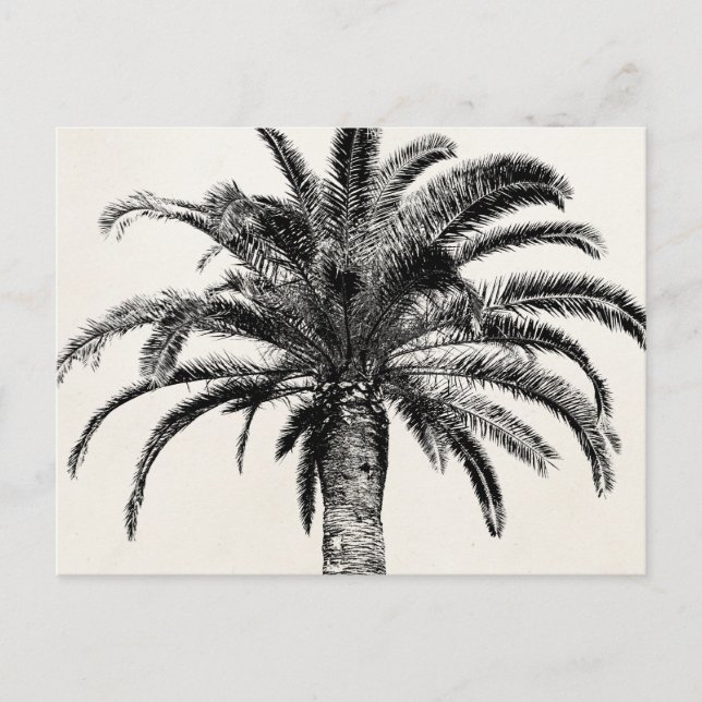 Carte Postale Palmier de l'île tropicale rétro en noir et blanc (Devant)