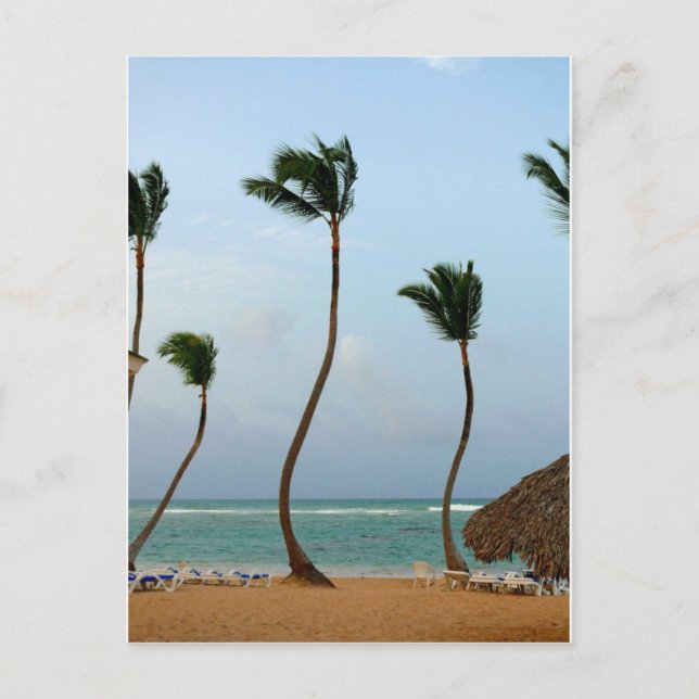 Carte Postale Palmier de Plage (Devant)