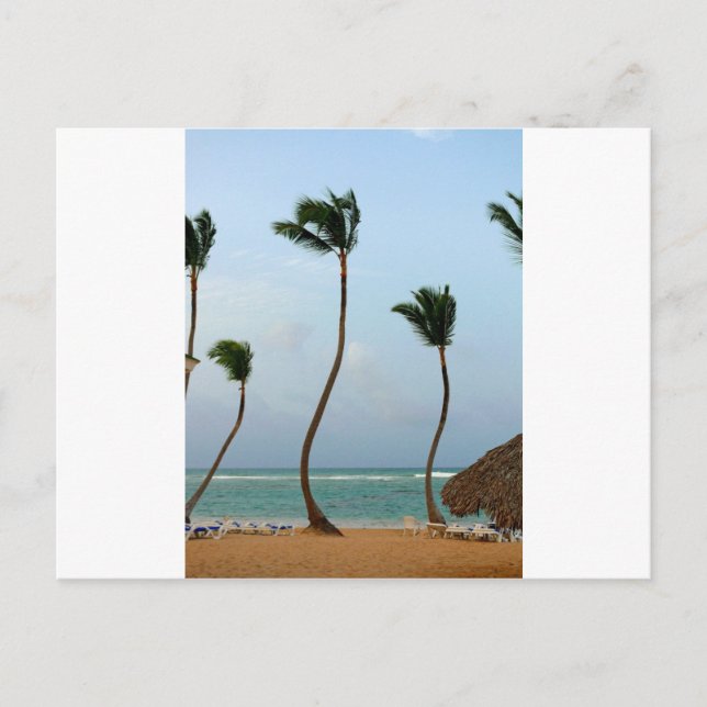 Carte Postale Palmier de plage (Devant)