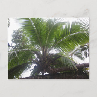 Carte Postale Palmier d'Hawaï gros plan