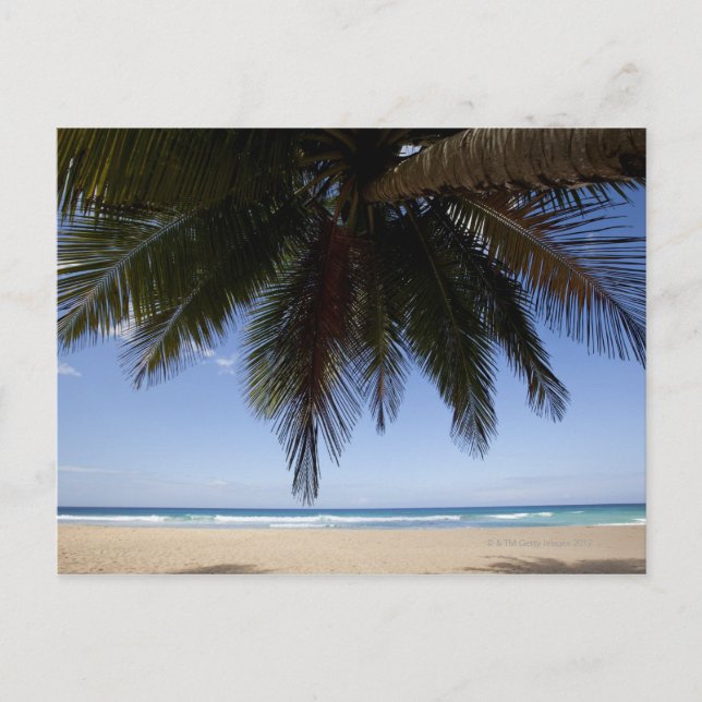Carte Postale Palmier le long de la mer des Caraïbes. (Devant)
