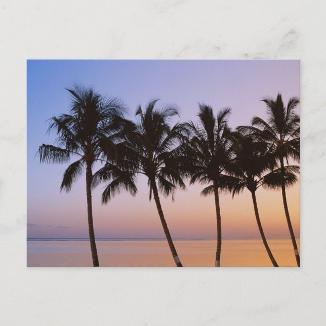 Carte Postale Palmier, matin (Devant)