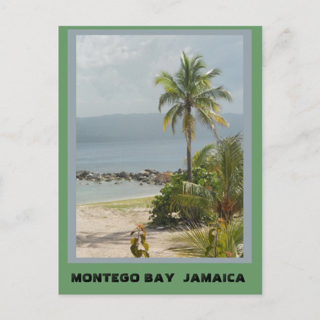 Carte Postale Palmier, Montego Bay Jamaïque juin 2011 (Devant)