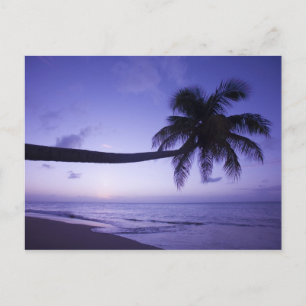 Carte Postale Palmier solitaire au coucher du soleil, plage de C