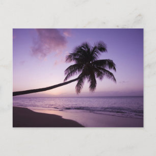 Carte Postale Palmier solitaire au coucher du soleil, plage de C