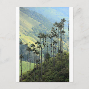 Carte Postale Palmiers de cire colombiens dans la vallée de Coco