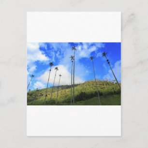 Carte Postale Palmiers de cire colombiens dans la vallée de Coco