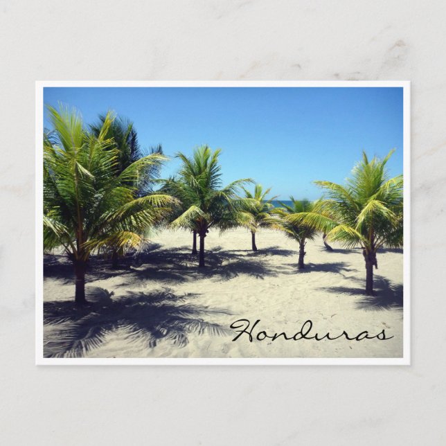 Carte Postale palmiers de la plage de tela (Devant)