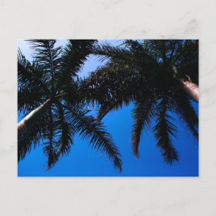 Carte Postale Palmiers des Caraïbes, Riviera Maya Tulum