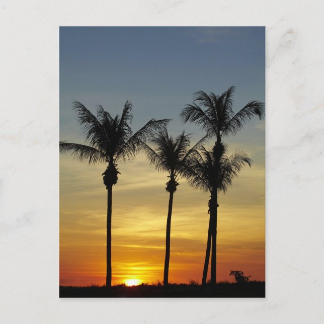 Carte Postale Palmiers et coucher de soleil, Mindil Beach (Devant)