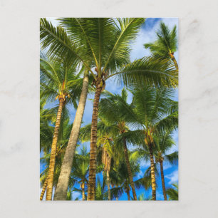 Carte Postale Palmiers Hawaiian Exotic Beach